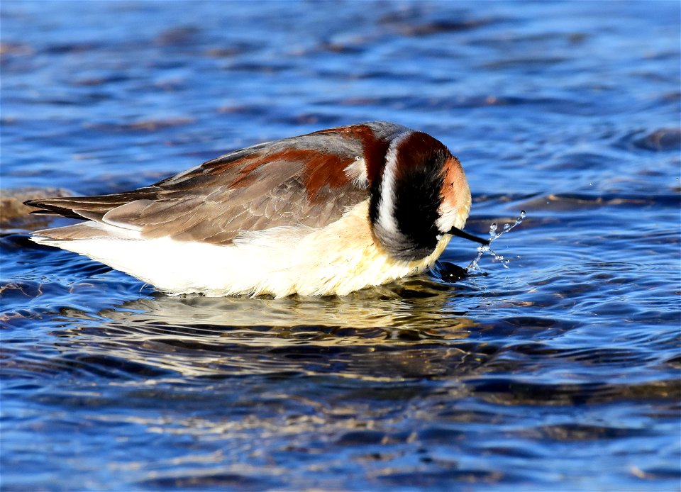 Wilson's phalarope at Seedskadee National Wildlife Refuge