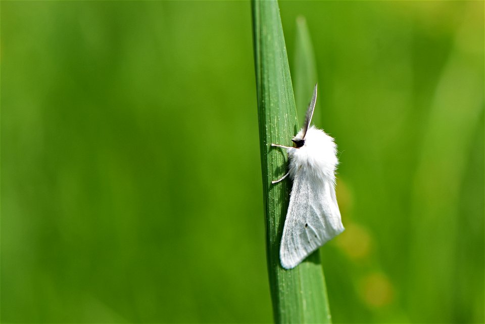 Virginia tiger moth photo