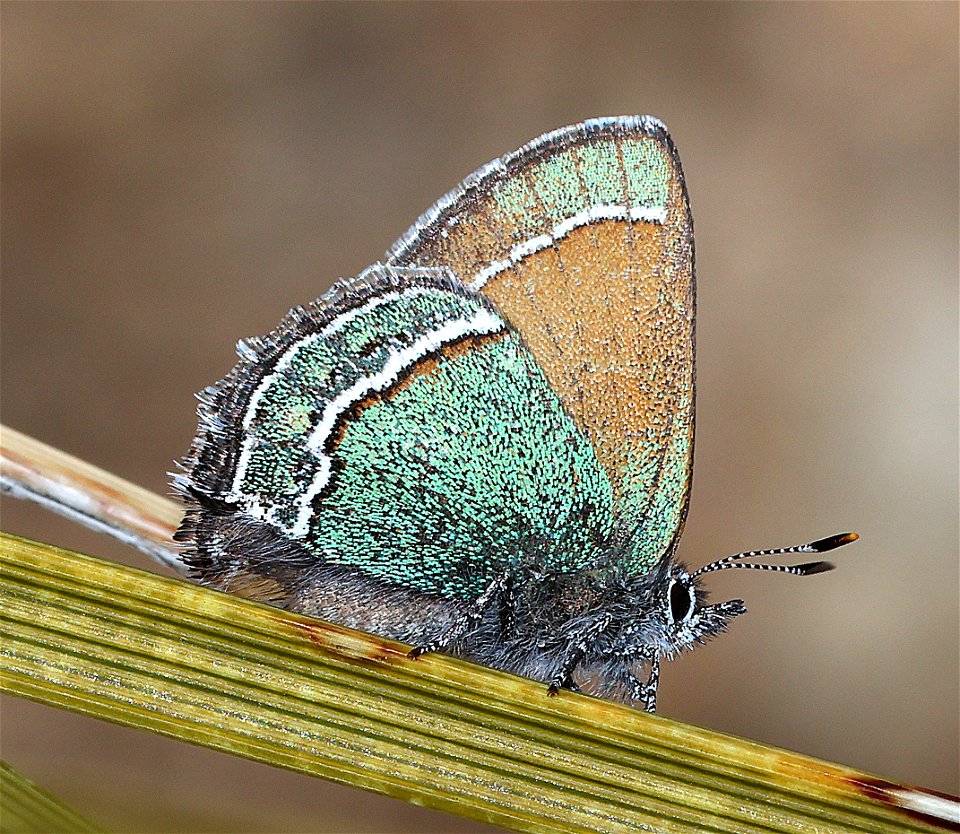HAIRSTREAK, SANDIA (Callophrys, mcfarlandi) (03-10-2023) embudo trailhead, albuquerque, bernalillo co, nm -12