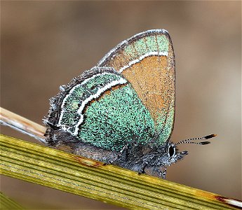 HAIRSTREAK, SANDIA (Callophrys, mcfarlandi) (03-10-2023) embudo trailhead, albuquerque, bernalillo co, nm -12