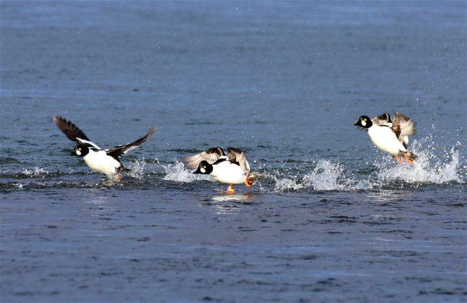 Common goldeneye at Seedskadee National Wildlife Refuge