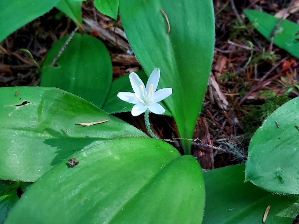 Queen's cup. Old Sauk Trail, Mt. Baker-Snoqualmie National Forest. Photo by Anne Vassar June 2, 2021.
