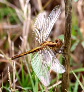 DRAGONLET, LITTLE BLUE (Erythrodiplax minuscula) (06-01-2023) female, sandy pines reserve, wake co, nc -01