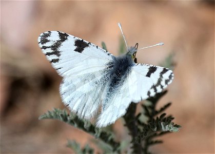 MARBLE, DESERT (Euchloe lotta) (03-11-2023) filmore cyn, dripping springs nat area, dona ana co, nm -02