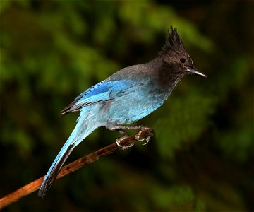 638 - STELLER'S JAY (5-27-2021) yard, crescent city, ca -04