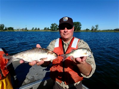 Shad and white perch photo