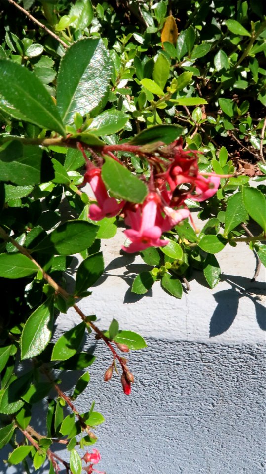 Bellu_cemetery (11)