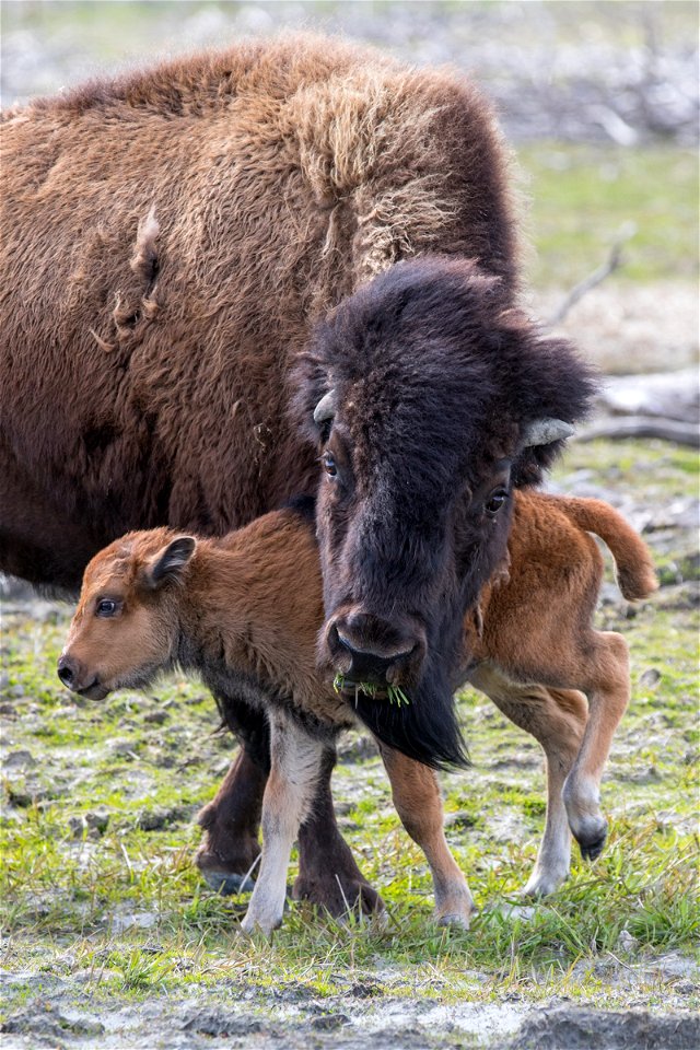 Wood bison adult and calf