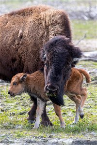 Wood bison adult and calf photo