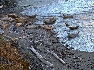 Seals don't like getting their tails wet