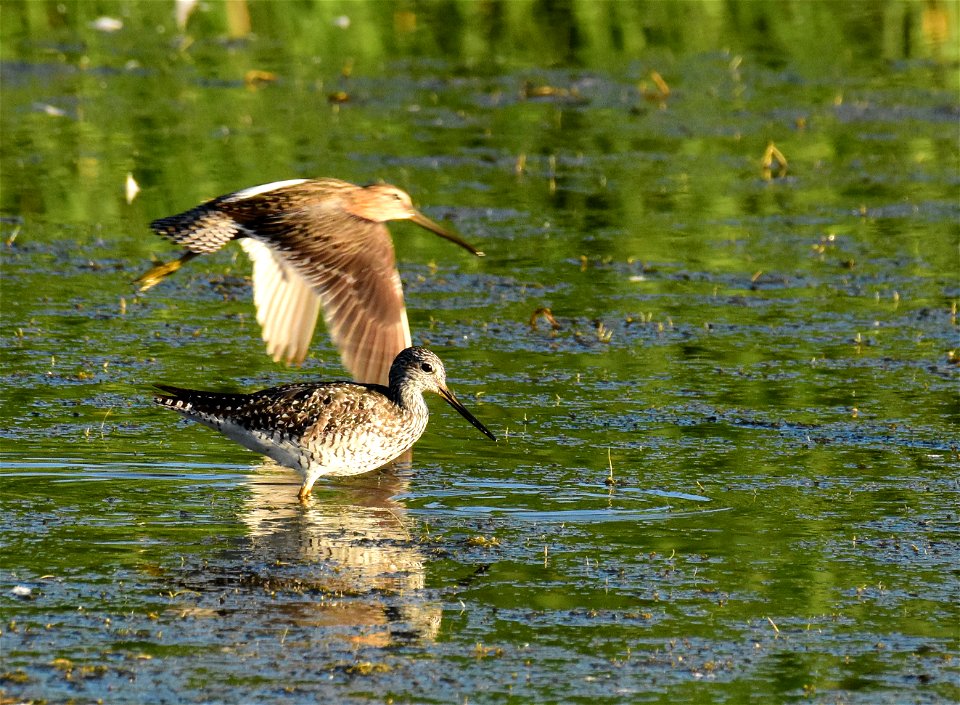 Greater yellowlegs at Seedskadee National Wildlife Refuge Wyoming