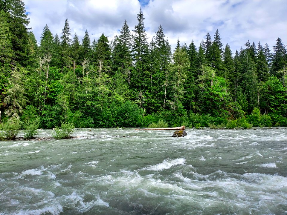 Sauk River near Murphy Creek, Mt. Baker-Snoqualmie National Forest. Photo by Anne Vassar June 4, 2021.