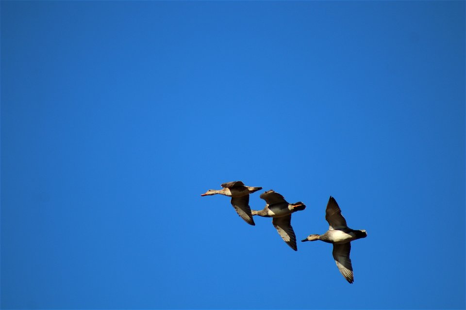 Gadwall Flying Owens Bay Lake Andes National Wildlife Refuge South Dakota