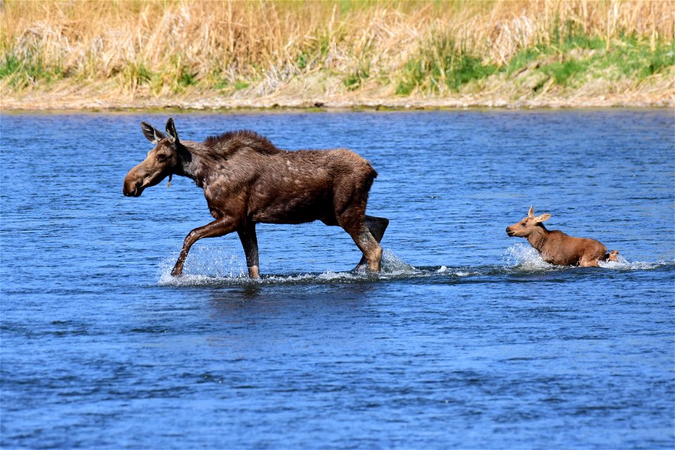 Moose at Seedskadee National Wildlife Refuge