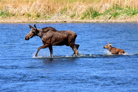 Moose at Seedskadee National Wildlife Refuge