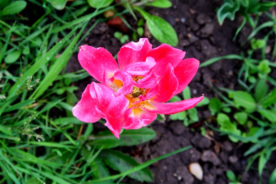 japanes_garden_rain_Herastrau (17)