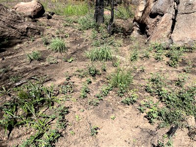 good plant diversity coming in in moderate SBS site