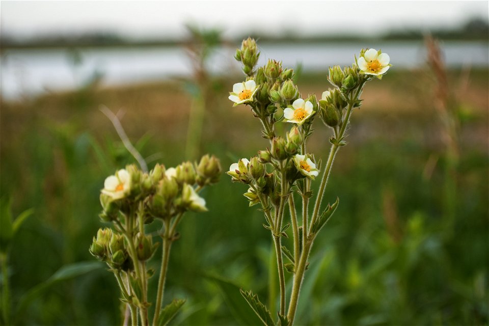 Prairie Cinquefoil Lake Andes Wetland Management District South Dakota photo