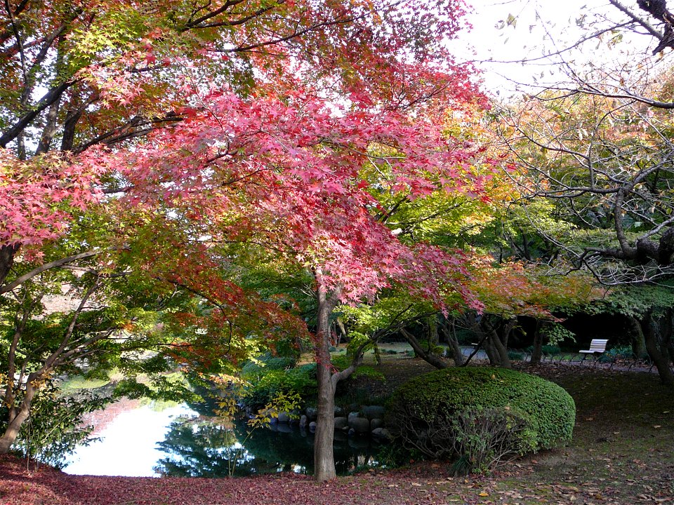 Shinjuku Gyoen National Garden in Shinjuku-ku and Shibuya-ku