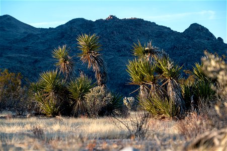 Mojave Yucca (Yucca schidigera) photo