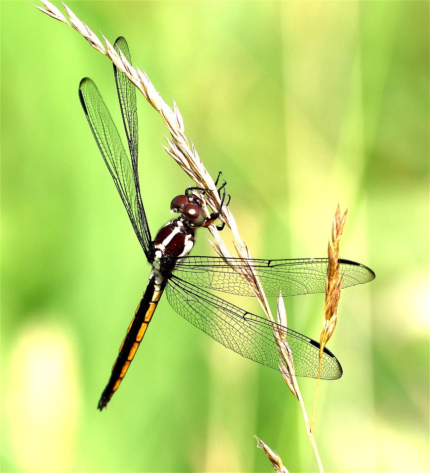 SKIMMER, WIDOW (Libellula luctuosa) (06-06-2023) female, Quest at Latta Nature Preserve, mecklenburg co, nc -03
