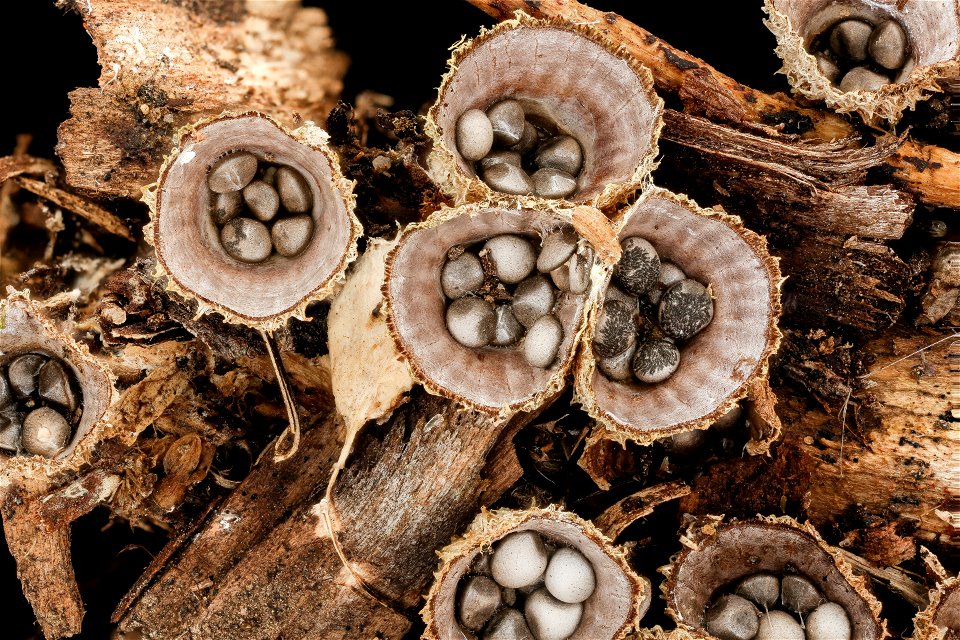 Birds nest fungi 2_PMax UDR 01 copy