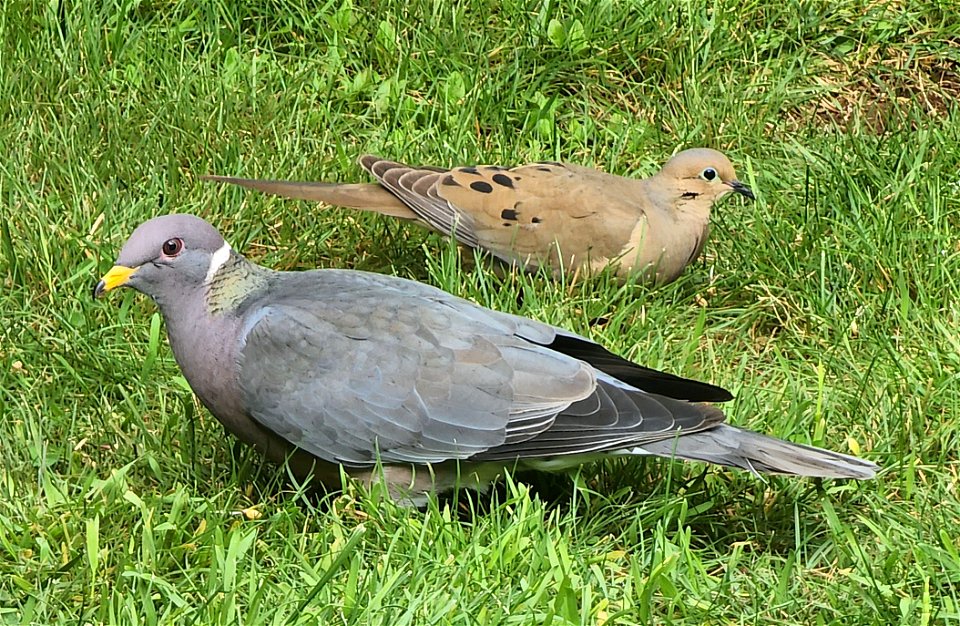426 - BAND-TAILED PIGEON (05-07-2022) yard, crescent city, del norte co, ca -05