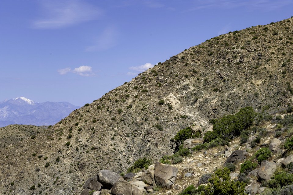 Desert Bighorn sheep (Ovis candensis nelsoni) near Keys View
