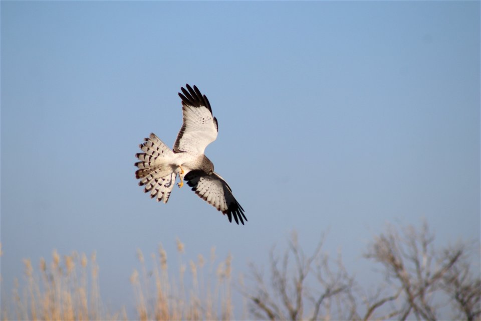 Northern Harrier Owens Bay Lake Andes National Wildlife Refuge South Dakota