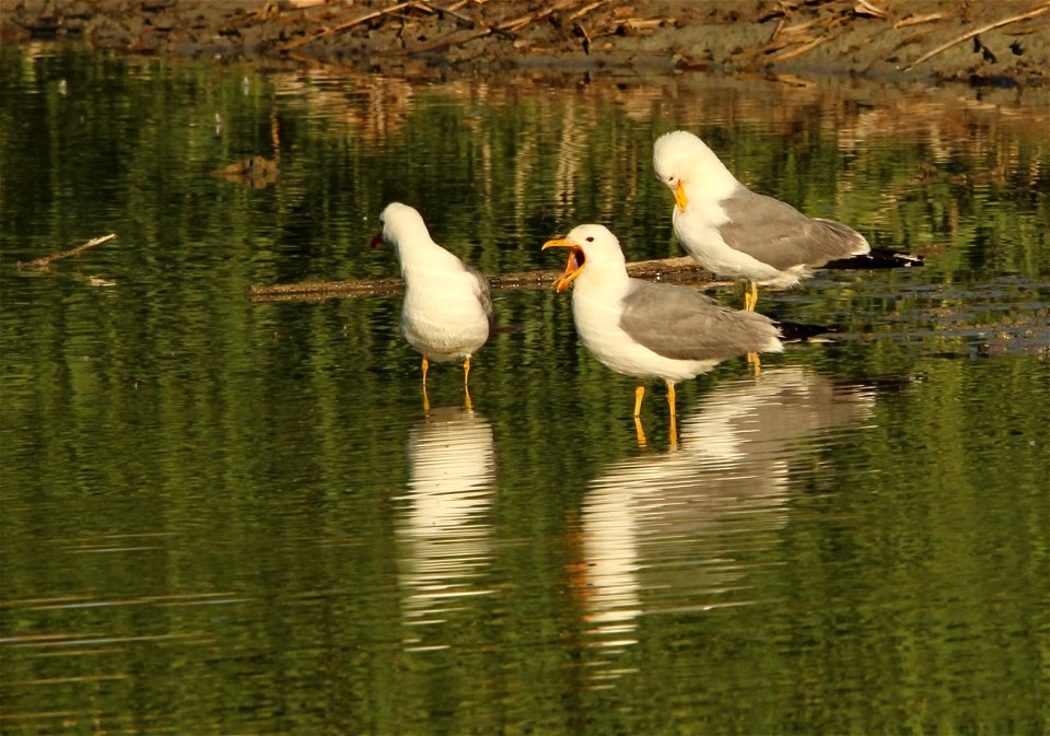 California Gulls Bear River MBR