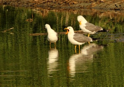California Gulls Bear River MBR photo
