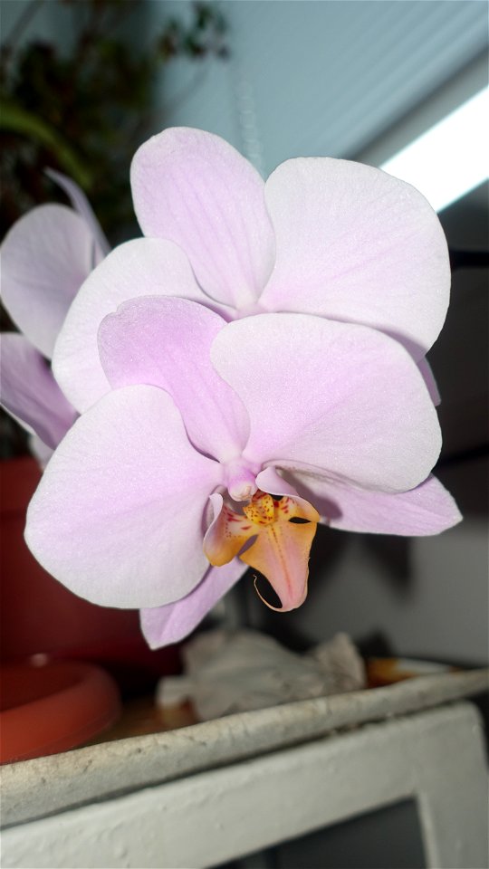 orchids-兰花_2023_0219_182205