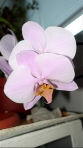 orchids-兰花_2023_0219_182205 photo