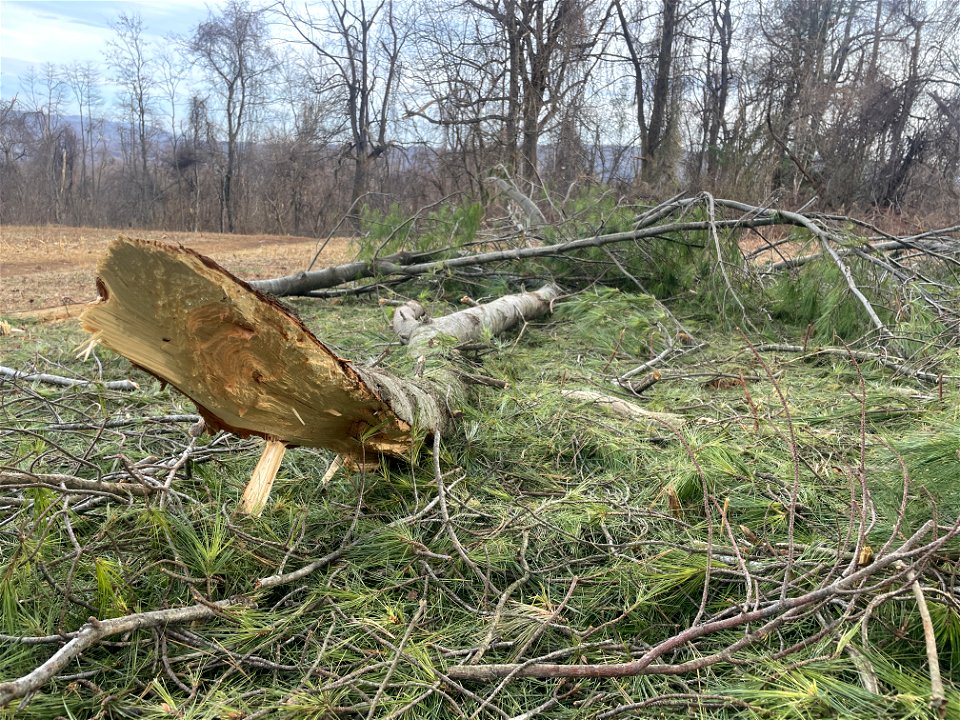 Ice Storm Cleanup North District/Fox Hollow Trail