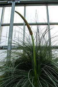 Hantaek Botanical Garden