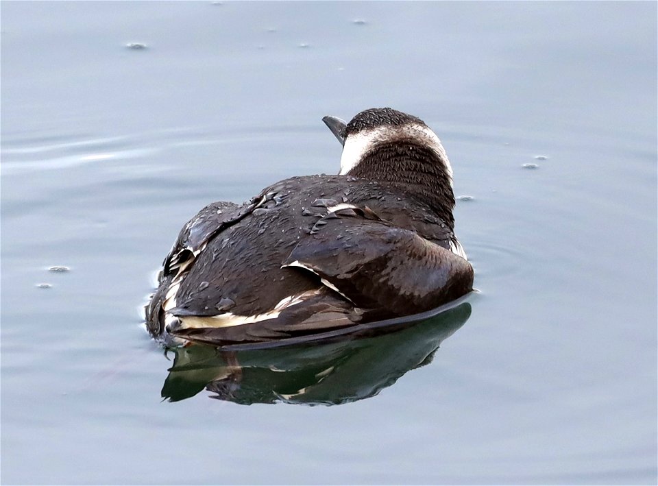 400 - COMMON MURRE (10-20-2021) harbor, crescent city, del morte co, ca -13