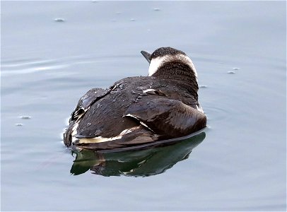 400 - COMMON MURRE (10-20-2021) harbor, crescent city, del morte co, ca -13