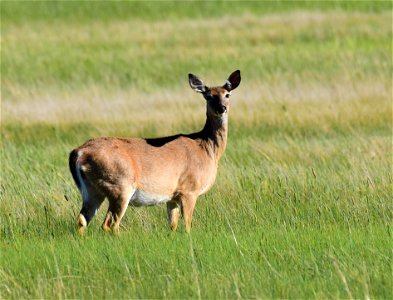 White-tailed deer at Seedskadee National Wildlife Refuge Wyoming photo