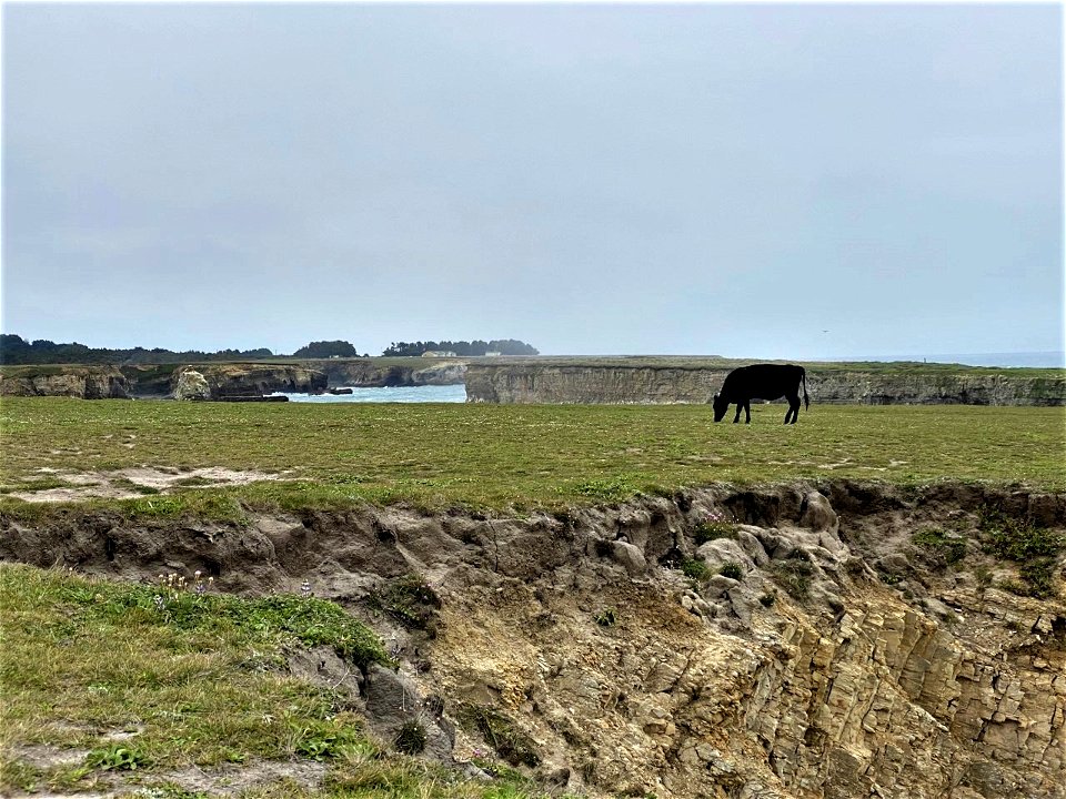 Winner: Point Arena Cow Grazing