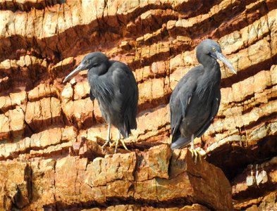 Pacific reef herons photo