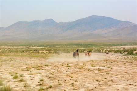 2021 Onaqui Herd Management Area