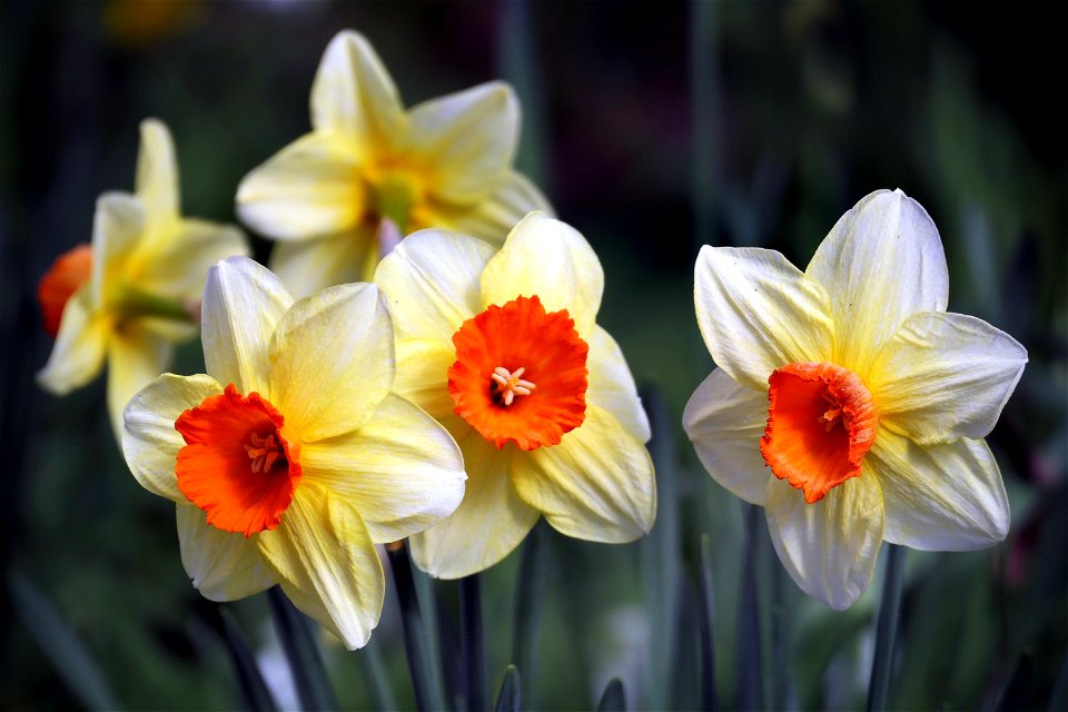 Daffodils