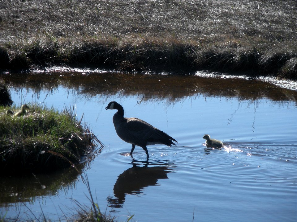 Cackling goose with goslings photo