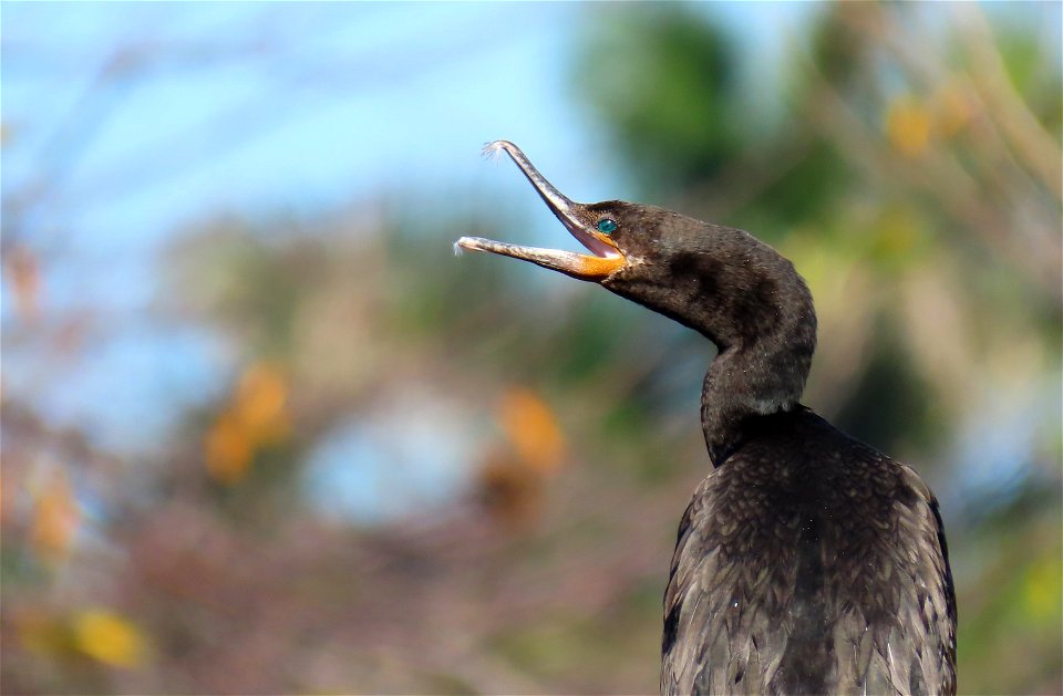 Neotropic Cormorant