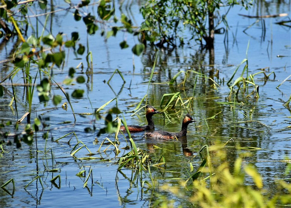Eared Grebes Lake Andes Wetland Management District South Dakota