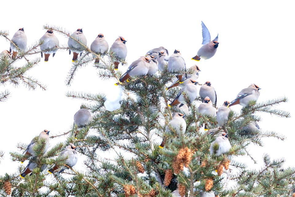 Bohemian waxwings perched on a douglass fir