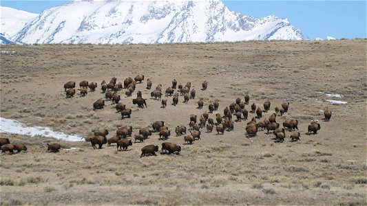 Bison on the move!