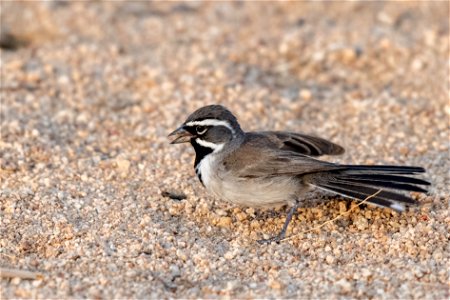 Black throated sparrow photo