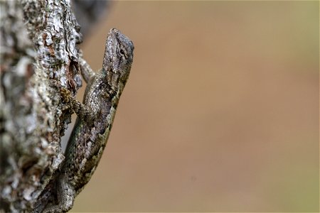 Eastern Fence Lizard photo