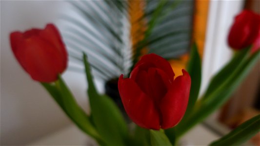 tulips_lalele-2023_0214_092542
